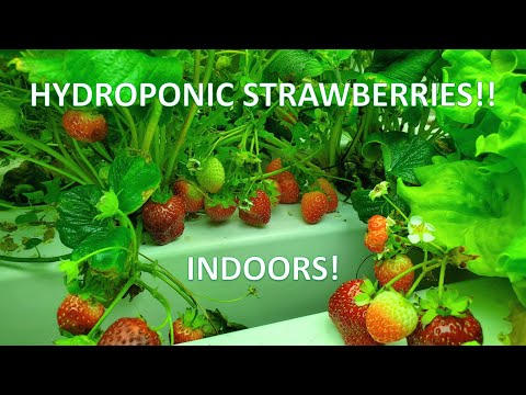 Indoor Hydroponic Strawberries: Lots of Berries!!