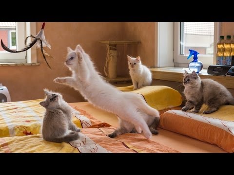5 süße Katzenbaby's spielen, toben, kämpfen und schmusen^^