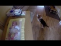 Tndri video: Segt pelenkzni a kutyus!