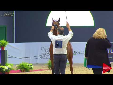 N.41 QATAR DI MAR - Milan 2018 - Yearling Colts (Class 4B)