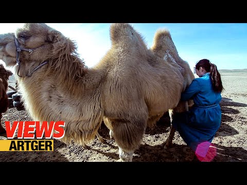 Drinking Camel's Milk - A Way Of Life In The Gobi | Food Views