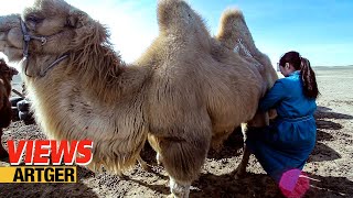 Drinking Camel&#39;s Milk - A Way Of Life In The Gobi | VIEWS