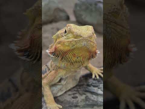 Zoológico de Juazeiro do Norte  você conhece?