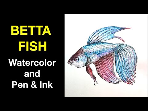Watercolor | Pen Ink Study e4 | Betta Fish