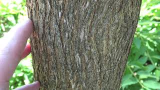 Identifying Osage-orange