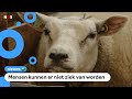 Steeds meer schapen worden ziek door blauwtongvirus