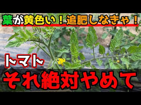 ズッキーニの苗が黄色いのはなぜですか?葉が黄色くなる5つの一般的な原因とその対処法  庭園