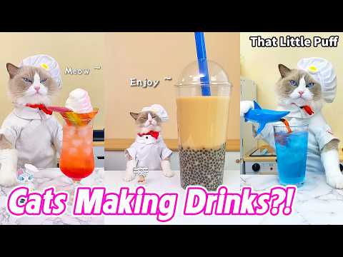 Cats Making Drinks?! 🐱🍹 30 Drink Recipes You Didn’t Expect | That Little Puff