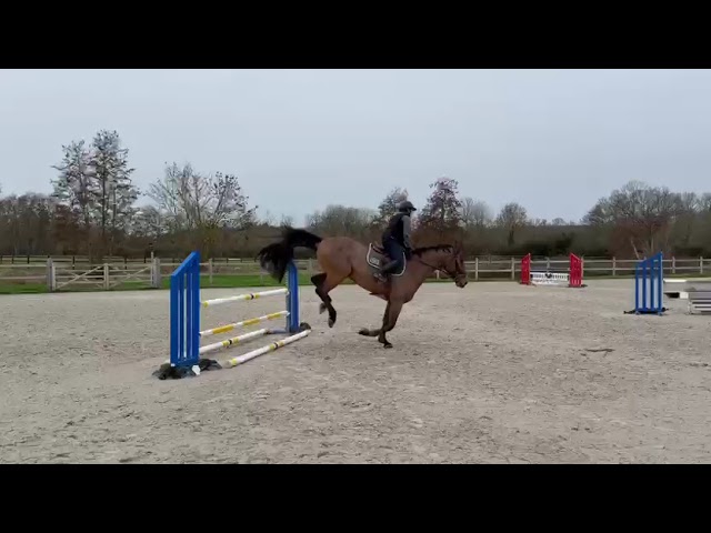 Caballo castrado Silla Franc&eacute;s En venta 2018 Bayo por ENRICO DE LA POMME 