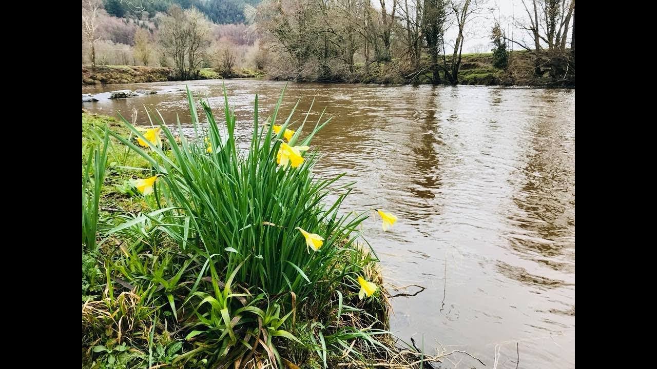Watch video Betws y Coed, River walk Now Betws y Coed, River walk