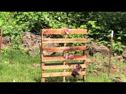 SlapShot Ammunition - Demonstrating HVS 3050FPS Buckshot