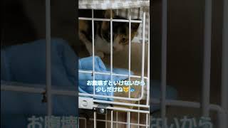 三毛の子猫ファミリー計画12 初めてのお魚🐟😺 #ニャンキー #三毛猫 #猫のいる暮らし #子ネコ #子猫