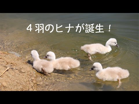 白鳥の赤ちゃんが誕生しました！！【2023年4月1日　日本経済大学】