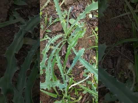 #coentro selvagem vc conhece?