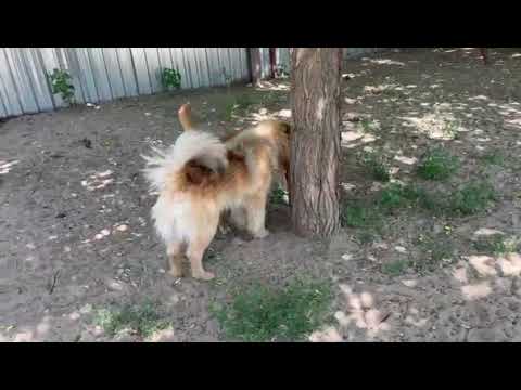 Ronel, Déva Juni 2026 1