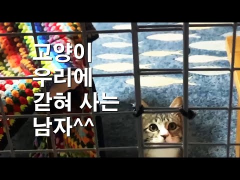 고양이 우리에 갇혀 사는 남자! 다이소 철망으로 방묘망 만들기!