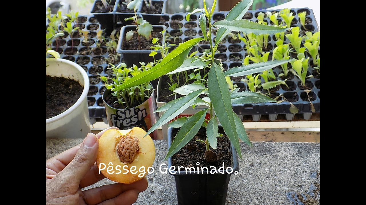 Como Plantar Pêssego. INCRIVEL...
