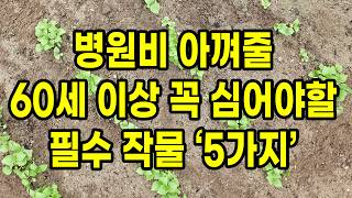 병원비 아껴줄 60세 이상 반드시 심어야 할 필수 작물 5가지