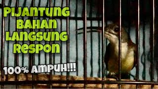 Download lagu Masteran Pijantung Pisang Gacor, Cocok Untuk Pancingan Pijantung Pisang Agar Bunyi | Kicau Tembak mp3 Download lagu Masteran Pijantung Pisang Gacor, Cocok Untuk Pancingan Pijantung Pisang Agar Bunyi | Kicau Tembak mp3