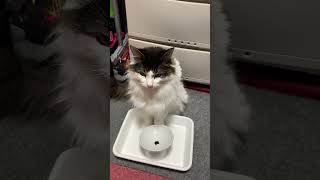 ご飯が足りないと主張する猫【ノル猫ミロシー】 #shorts