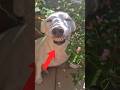 If You Laugh You Restart Part 29 Animals Funnyanimals