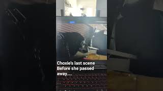 Download lagu Choxie's last scene in South Man forever... #postapocalyptic #shortfilms #southmam #episode9 #dog mp3