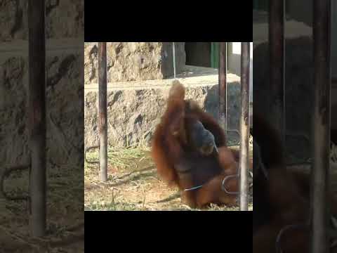 Goofy Orangutan Rope.