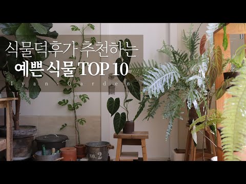 , title : '식물덕후가 추천하는 예쁜 식물 TOP10 | 관엽 식물 추천 | 컬러 예쁜 식물 | 베고니아'