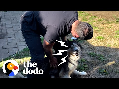 Guy Frees Husky Who’d Never Left His Own Backyard | The Dodo