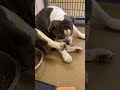 Adorable Bulldog At Shelter Realizes They're Being Adopted!