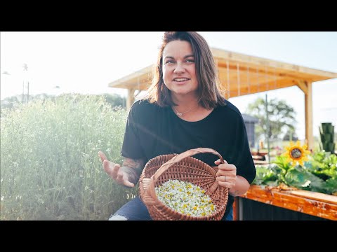 Harvesting Chamomile & Making Herbal Tea (Don't complicate your life) | VLOG