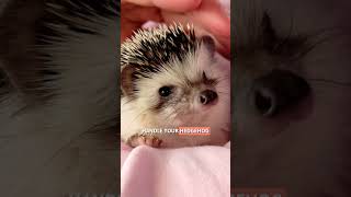 How to CARE For A HEDGEHOG? 🦔 #SHORTS