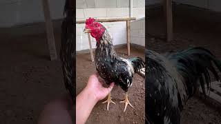 Download lagu Muda belia mp3