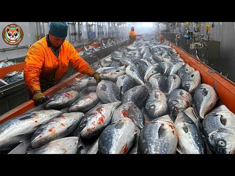 How Alaska Pollock Is Caught and Processed – From Ocean to Table  Seafood Processing