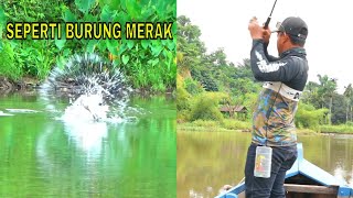 Download lagu MENEMUKAN SARANG IKAN GABUS YANG KELAPARAN || CASTING GABUS FULL STRIKE mp3 Download lagu MENEMUKAN SARANG IKAN GABUS YANG KELAPARAN || CASTING GABUS FULL STRIKE mp3