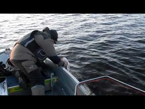 Gädd fiske med Team Adrenalin och Christer Team GTC 100cm gädda