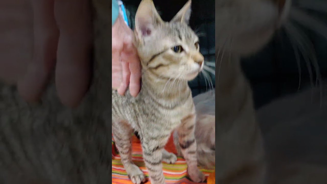 Enlarge Velken, an adopted mixed breed in Fischer, TX video 5/5