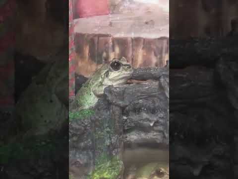 IUCN分類における絶滅の危険性を示す図。