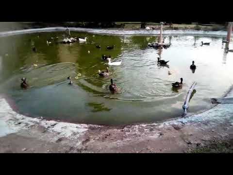 Anatre oche  e papere nel laghetto