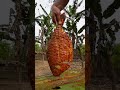 Rupchanda Fish Fry Shorts