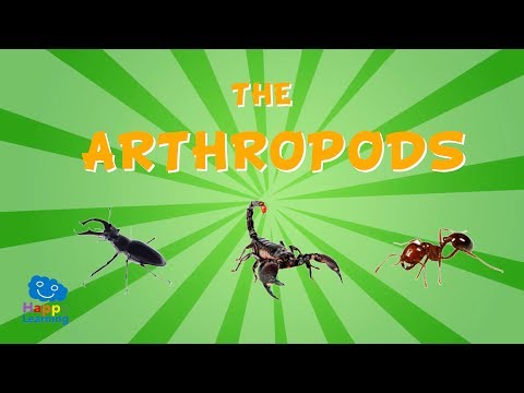 The Arthropods | Educational Video for Kids.