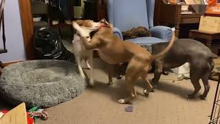 Video preview image #1 American Pit Bull Terrier-Unknown Mix Puppy For Sale in Germantown, OH, USA