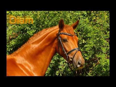 Diamant Fleur        3j  Hann St  v  Don Marcello Weltmeyer / sold!