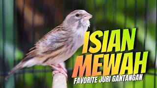 Download lagu ISIAN MEWAH JAWARA LOMBA! MASTERAN KENARI ISIAN BLACKTHROAT GACOR DURASI PANJANG MUDAH MASUK mp3 Download lagu ISIAN MEWAH JAWARA LOMBA! MASTERAN KENARI ISIAN BLACKTHROAT GACOR DURASI PANJANG MUDAH MASUK mp3