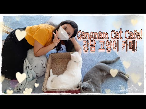 Korea vlog! Visiting a cute Cat cafe in Gangnam!