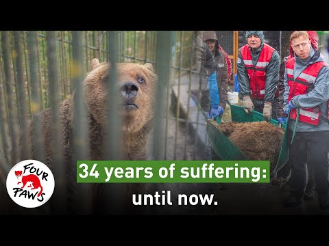 Bear Felix: Rescued after 34 years 🐻  | FOUR PAWS | [SUBS]