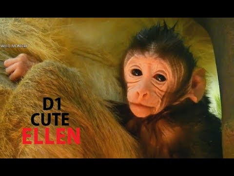 Big Eared Monkeys