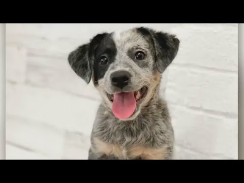 Second Chance Pets: Reason and Padma