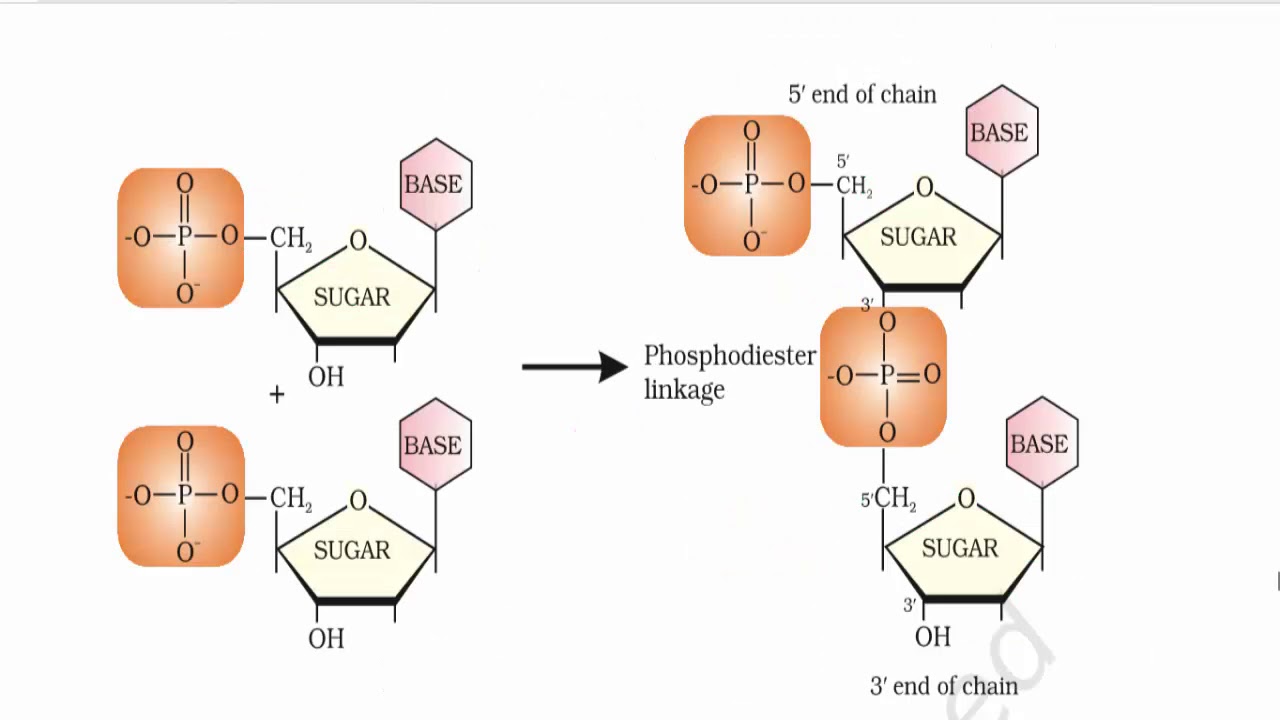 Biomolecules (Part 6) : Nucleic Acids – nucleoside & nucleotides | NCERT