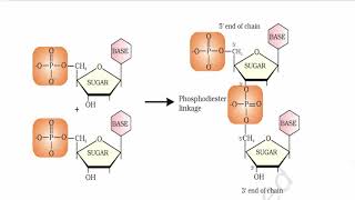 Biomolecules (Part 6) : Nucleic Acids – nucleoside & nucleotides | NCERT